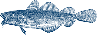 Illustration of a cod